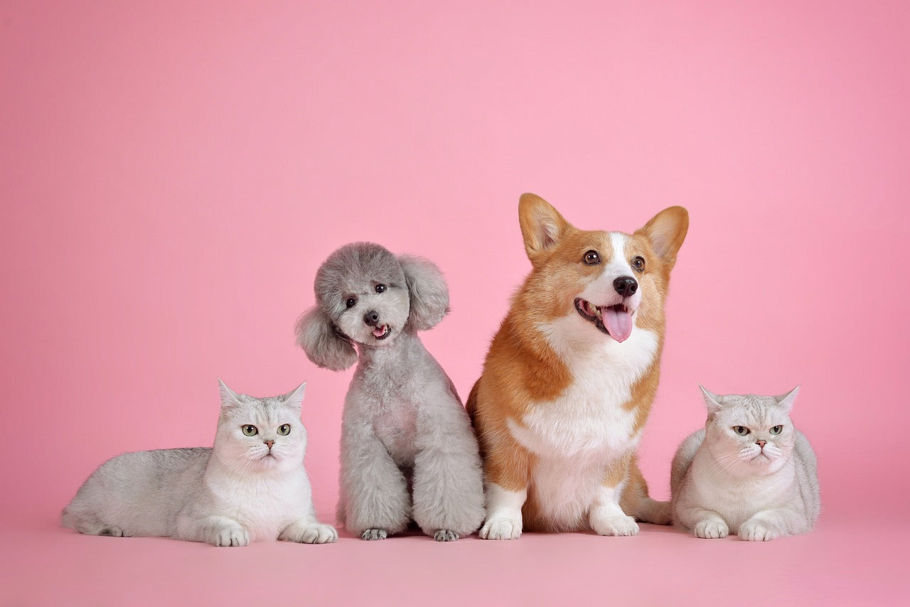 Two friendly dogs and two curious cats gathered together, showcasing the harmony and playful nature of these furry companions.