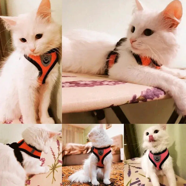 Outdoor Ready Harness PAWZA